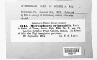 Erysiphe erineophila image